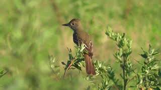 Great Crested Flycatcher Myiarchus crinitus hunting in grass flycatcher birds [upl. by Lamberto783]