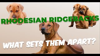 Rhodesian Ridgebacks 5 things that sets them apart [upl. by Eekaz229]