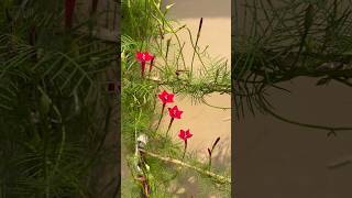 Cypress Vine gardendecorflowersgardennaturegardeningplantloverviralplantviralplantflowers [upl. by Searcy]