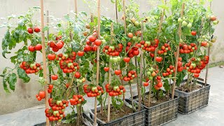 The easiest and most fruitful way to grow tomatoes at home for beginners [upl. by Abbe963]