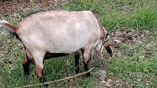 Pastoreando a nuestra cabra🐐mascota y sus cabritos tarde de bochorno [upl. by Fayina]