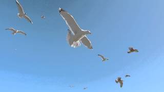 Seagulls In Flight 1080HD [upl. by Suirad]