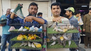 Birds Market Lalukhet Sunday Video Latest Update 18224 In Urdu [upl. by Pomeroy]