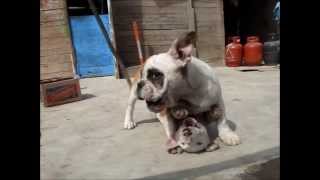 Bull terrier Vs Bull Dog Ingles 23 [upl. by Naivart]