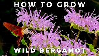 Complete Guide to Wild Bergamot Monarda Fistulosa [upl. by Ives]