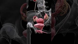 Understanding the Uterus Bladder and Ovaries anatomy meded 3danimation [upl. by Llenreb]