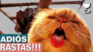 ¿Cómo bañar a un gato cachorro  ¡CONSEJOS VETERINARIOS [upl. by Dyl246]