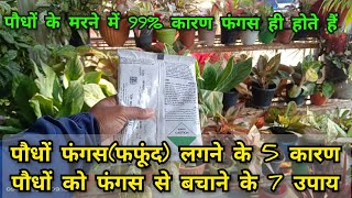 पौधों में फंगस लगने के 5 कारण  7 उपाय और कौनसा फंगिसाईड कब डालें  fungicide for plants fungicide [upl. by Schulman]