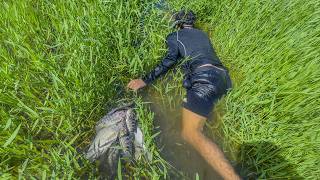 Pesca y cocina fuera del rio en pequeñas charcas encontramos muchísimos guapotes y tilapias [upl. by Bengt]