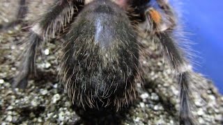 How to Cage preparation for Premolt Spiders [upl. by Aleunamme284]