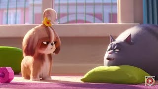 SALE UN SHIH TZU EN LA PELÍCULA quotMASCOTAS 2quot [upl. by Ainer]