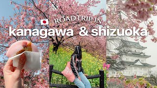 5 days in kanagawa and shizuoka 2 hrs from tokyo 🌸 [upl. by Zetram]