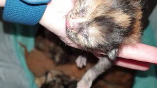 Tortoiseshell cat gives birth to kitten number 2 part 23 [upl. by Henricks923]