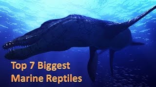 Top 7 biggest marine reptiles [upl. by Gonagle56]