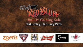 83rd Annual Red Bluff Bull amp Gelding Sale Saturday [upl. by Sedgewake794]