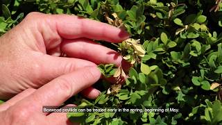 Boxwood Issues and Treatments [upl. by Ihsorih]