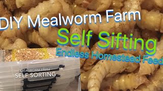 5k Mealworm Hotel How to raise mealworms for profit [upl. by Aicineohp]