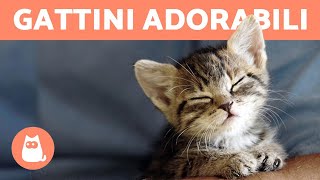 Video di GATTINI TENERISSIMI 😻  COMPILATION gattini teneri ❤️ [upl. by Barbour]