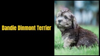 Dandie Dinmont Terrier [upl. by Noedig]