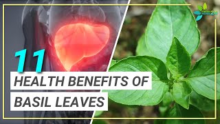 11 Incredible Health Benefits of Basil Leaves You May Not Have Known [upl. by Kronfeld]