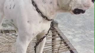 Dogo Argentino Temperament India [upl. by Helms]