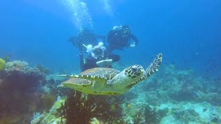 Saw lots of Sea Turtles Pawikan  Summer Dive in Anilao Batangas Philippines [upl. by Sascha577]