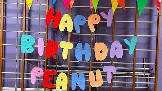 Happy Birthday Peanut [upl. by Sion]