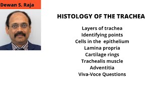 HISTOLOGY OF THE TRACHEA [upl. by Whang]