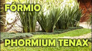 VOCÊ CONHECE O FÓRMIO  PHORMIUM TENAX [upl. by Jaye]