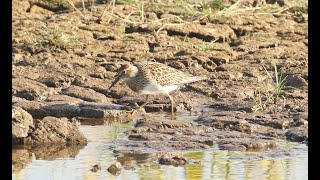 Pectoral Sandpiper Frampton Marsh RSPB Lincolnshire 28817 [upl. by Westland]