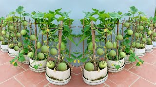 How to grow super sweet and fruity melons right at home not everyone knows [upl. by Lyndsie]