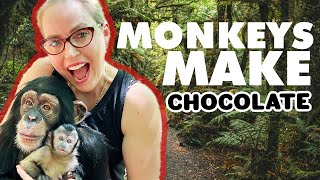 MONKEYS MAKE CHOCOLATE [upl. by Omer]