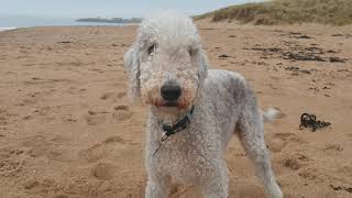 A BEAUTIFUL BEDLINGTON TERRIER DOG AT THE BEACH [upl. by Quickel]