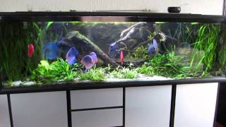 720 liters Discus akvarium og lidt akvarie snak [upl. by Tham938]