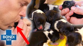 Vet Helps Pregnant Dog Give Birth To 10 Puppies 🥹 8hrs Natural Birth  Bondi Vet Clips  Bondi Vet [upl. by Anai853]