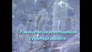 Bacterial Gill Disease Flavobacterium branchiophilum Cytophaga aquatilis in trout  treatment [upl. by Okiam]