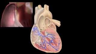 Corazón Anatomía y Fisiología [upl. by Audri]