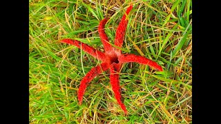 Devils Fingers  Clathrus archeri [upl. by Atsirk]