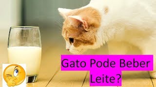 Gato Pode Beber Leite de Vaca Tire Suas Dúvidas [upl. by Ivon961]