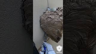 Hornet Nest Removed from back of store hornet insectnest hornetsnest [upl. by Aynatan]