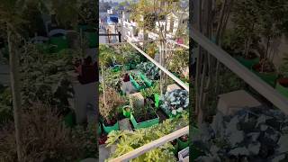 Terrace Garden Ideas for Home Gardening gardening terracegardening organicgardening garden veg [upl. by Yoc]