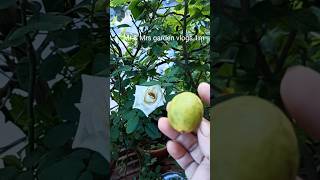 🔴Homemade organic Fungicide pesticides insecticide for any plant youtubeshorts [upl. by Niarfe]