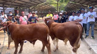 SAPI PEDET ROBICON JUARA 1 KONTES APPSI ‼️🔥🔥🔥 [upl. by Iosep]