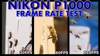 Nikon P1000  Frame Rate Test 15  120 FPS [upl. by Akin]