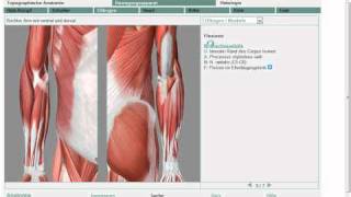 Anatomie Obere Extremität Muskel 711 Grobe Übersicht [upl. by Arreic]