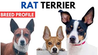 Rat Terrier Breed Profile History  Price  Traits  Rat Terrier Grooming Needs  Lifespan [upl. by Anehta]