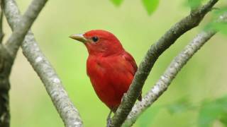 Summer Tanager — The Rosy Redbird [upl. by Ingelbert829]