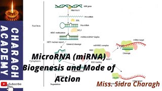 MicroRNA miRNA biogenesis and mode of action [upl. by Acinor137]