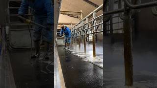 a farmer cleaning of cowshed cows cowshed farming cowfarm cowtreatment cow diarycow reels [upl. by Epps]