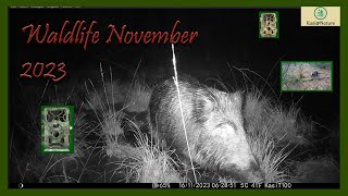 Wildkamera  Aufnahmen  November 2023 trailcamera  Recordings  November 2023 [upl. by Suidualc691]